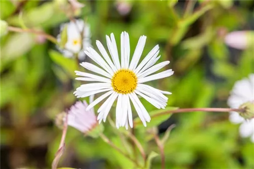 Garten-Feinstrahl - Erigeron x cult.'Sommerneuschnee'