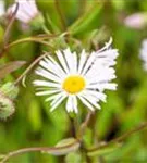 Garten-Feinstrahl - Erigeron x cult.'Sommerneuschnee'