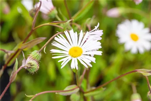 Garten-Feinstrahl - Erigeron x cult.'Sommerneuschnee'