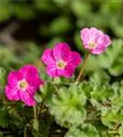 Zwergiger Garten-Reiherschnabel - Erodium x variabile 'Bishop'