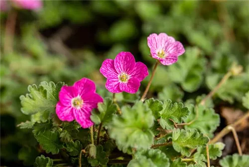 Zwergiger Garten-Reiherschnabel - Erodium x variabile 'Bishop'