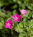 Zwergiger Garten-Reiherschnabel - Erodium x variabile 'Bishop'