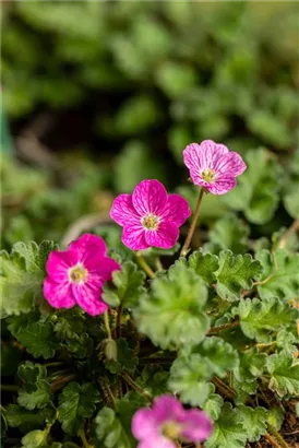 Zwergiger Garten-Reiherschnabel - Erodium x variabile 'Bishop'