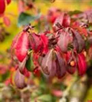 Korkflügelstrauch - Euonymus alatus - Formgehölze