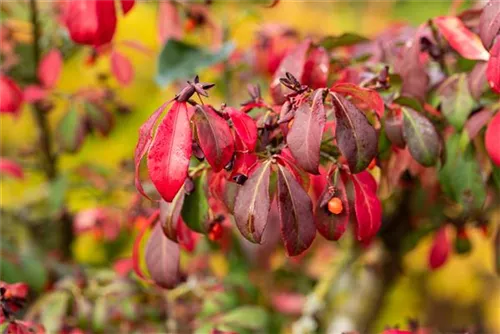 Korkflügelstrauch - Euonymus alatus - Formgehölze