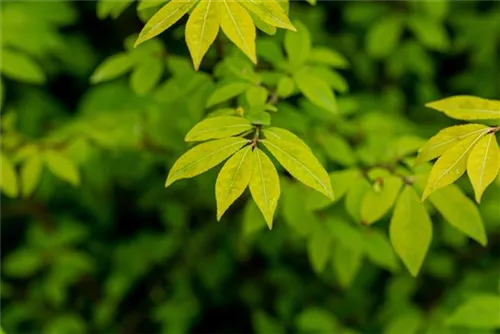 Korkflügelstrauch 'Compactus' - Euonymus alatus 'Compactus'