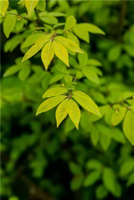 Korkflügelstrauch 'Compactus' - Euonymus alatus 'Compactus'