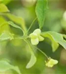 Pfaffenhütchen - Euonymus europaeus