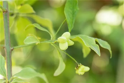 Pfaffenhütchen - Euonymus europaeus