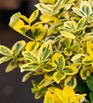 Goldbunte Kriechspindel 'Emerald'n Gold' - Euonymus fortunei 'Emerald'n Gold'