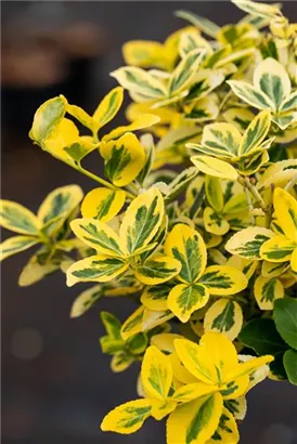 Goldbunte Kriechspindel 'Emerald'n Gold' - Euonymus fortunei 'Emerald'n Gold'