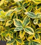 Goldbunte Kriechspindel 'Emerald'n Gold' - Euonymus fortunei 'Emerald'n Gold'