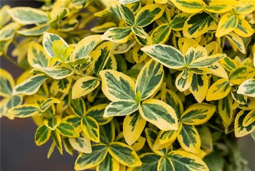 Goldbunte Kriechspindel 'Emerald'n Gold' - Euonymus fortunei 'Emerald'n Gold'