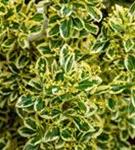 Japanspindel 'Bravo' - Euonymus japonicus 'Bravo' - Mediterranes