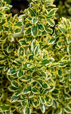 Euonymus japonicus 'Bravo' - Formgehölze