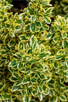 Japanspindel 'Bravo' - Euonymus japonicus 'Bravo' - Mediterranes