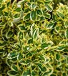 Japanspindel 'Bravo' - Euonymus japonicus 'Bravo' - Mediterranes