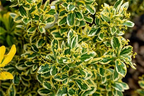 Japanspindel 'Bravo' - Euonymus japonicus 'Bravo' - Mediterranes