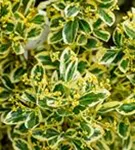 Japanspindel 'Bravo' - Euonymus japonicus 'Bravo' - Mediterranes