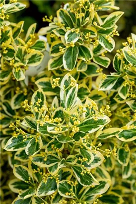 Japanspindel 'Bravo' - Euonymus japonicus 'Bravo' - Mediterranes