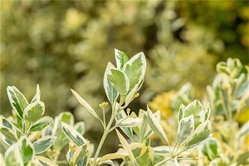 Japanspindel 'Bravo' - Euonymus japonicus 'Bravo' - Mediterranes