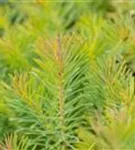 Garten-Zypressen-Wolfsmilch - Euphorbia cyparissias 'Fens Ruby'