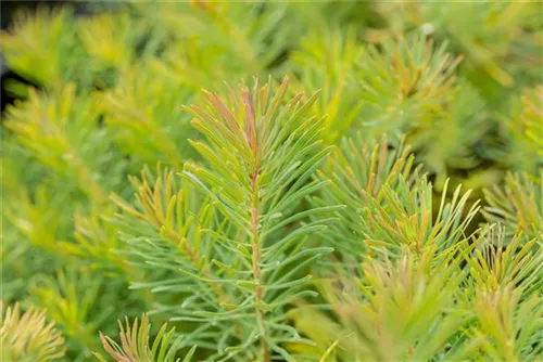 Garten-Zypressen-Wolfsmilch - Euphorbia cyparissias 'Fens Ruby'