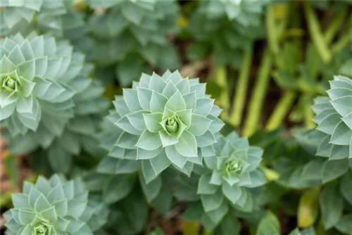 Walzen-Wolfsmilch - Euphorbia myrsinites