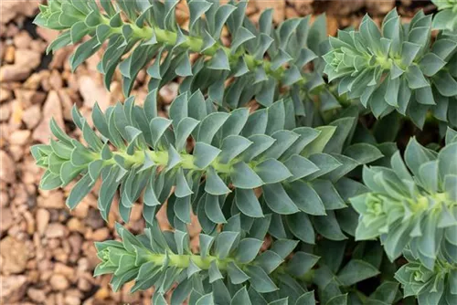 Walzen-Wolfsmilch - Euphorbia myrsinites