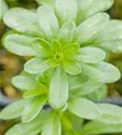 Gold-Wolfsmilch - Euphorbia polychroma