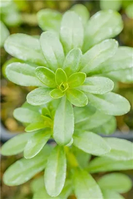 Gold-Wolfsmilch - Euphorbia polychroma