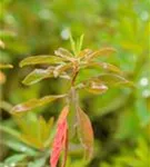 Gold-Wolfsmilch - Euphorbia polychroma