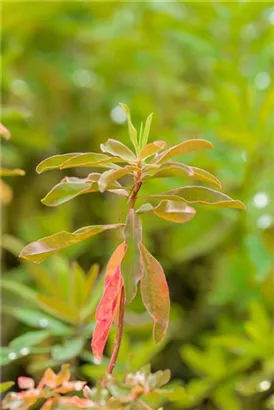 Gold-Wolfsmilch - Euphorbia polychroma