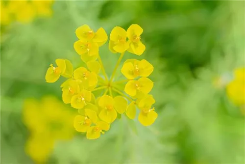 Bläuliche Wolfsmilch - Euphorbia seguieriana ssp.niciciana