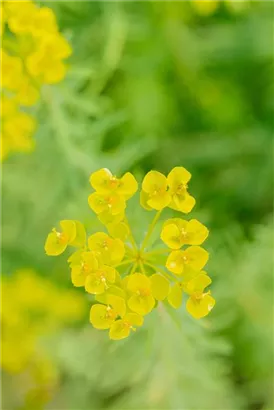 Bläuliche Wolfsmilch - Euphorbia seguieriana ssp.niciciana