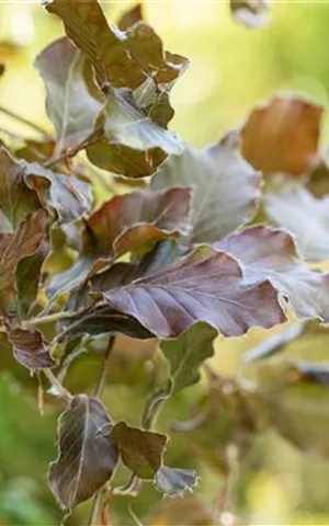 Fagus sylvatica 'Atropunicea' - Formgehölze