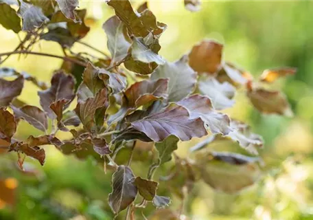 Fagus sylvatica 'Atropunicea' - Formgehölze - Blutbuche Veredelung