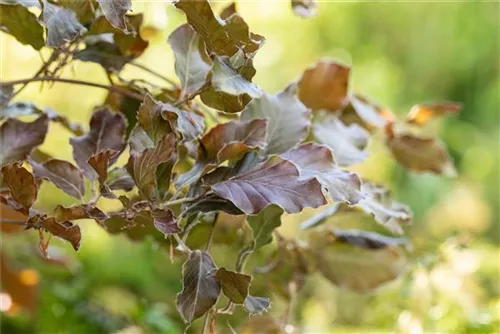 Blutbuche Veredelung - Fagus sylvatica 'Atropunicea' - Heckenpflanzen