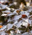 Blutbuche Veredelung - Fagus sylvatica 'Atropunicea' - Heckenpflanzen