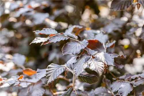 Blutbuche Veredelung - Fagus sylvatica 'Atropunicea' - Heckenpflanzen