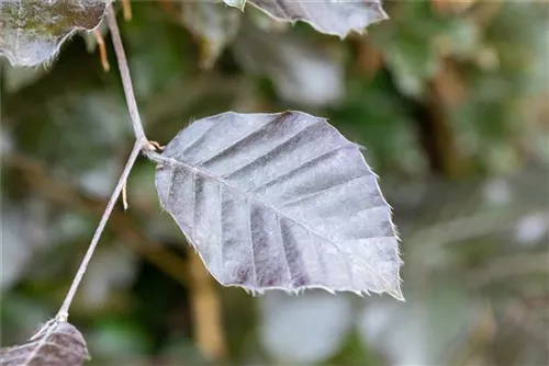 Blutbuche Veredelung - Fagus sylvatica 'Atropunicea' - Heckenpflanzen