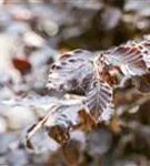 Blutbuche Veredelung - Fagus sylvatica 'Atropunicea' - Heckenpflanzen