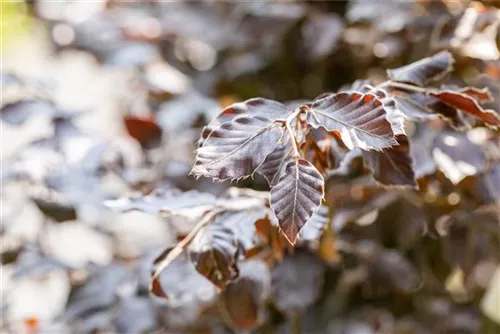 Blutbuche Veredelung - Fagus sylvatica 'Atropunicea' - Heckenpflanzen