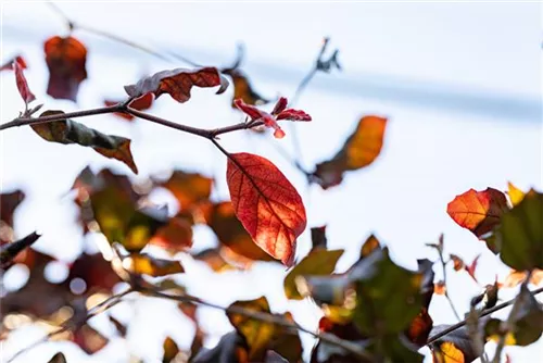 Blutbuche Veredelung - Fagus sylvatica 'Atropunicea' - Heckenpflanzen