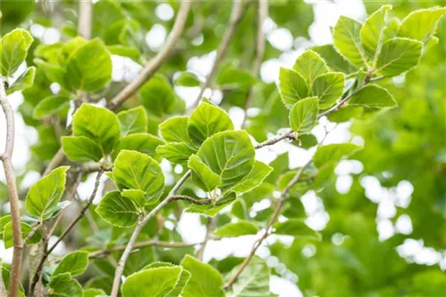 Säulen-Rotbuche 'Dawyck' - Fagus sylvatica 'Dawyck'