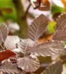 Blutbuche-Sämling - Fagus sylvatica purpurea