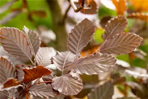 Blutbuche-Sämling - Fagus sylvatica purpurea