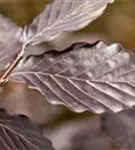 Blutbuche-Sämling - Fagus sylvatica purpurea