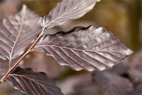 Blutbuche-Sämling - Fagus sylvatica purpurea