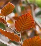 Blutbuche-Sämling - Fagus sylvatica purpurea